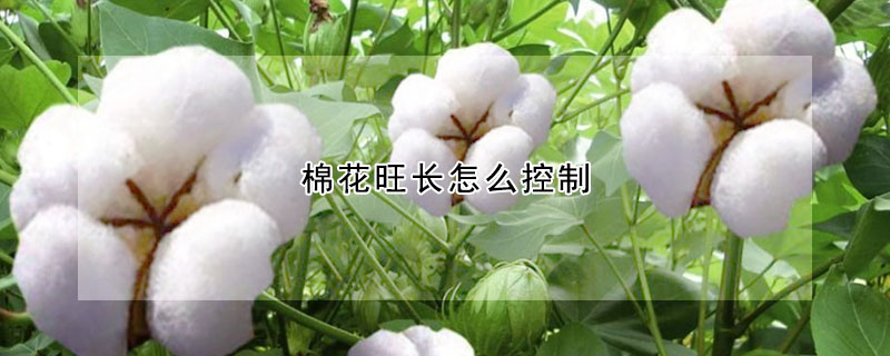 棉花旺長(zhǎng)怎么控制