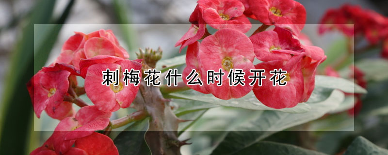 刺梅花什么時候開花