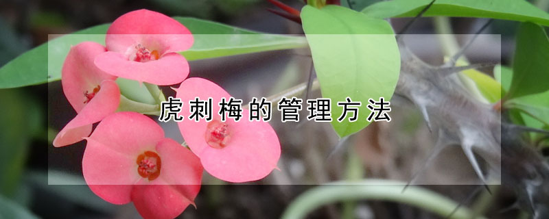 虎刺梅的管理方法