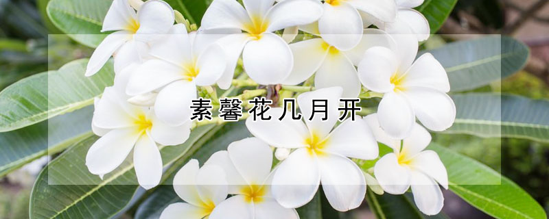 素馨花幾月開