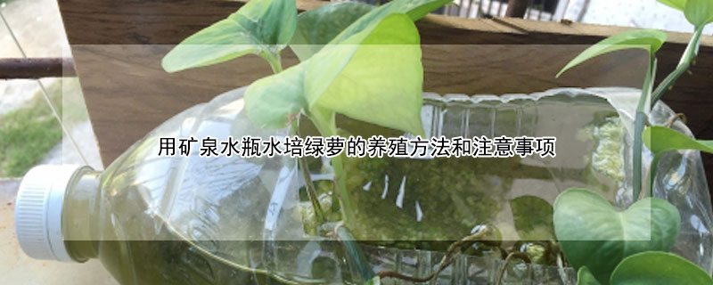 用礦泉水瓶水培綠蘿的養殖方法和注意事項