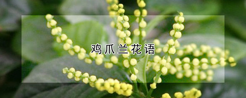 雞爪蘭花語