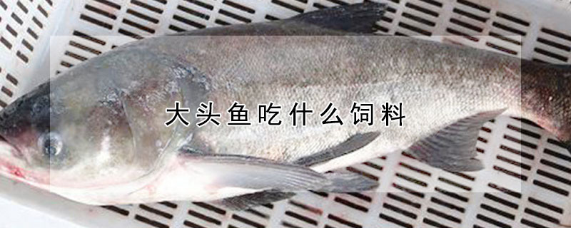 大頭魚吃什么飼料