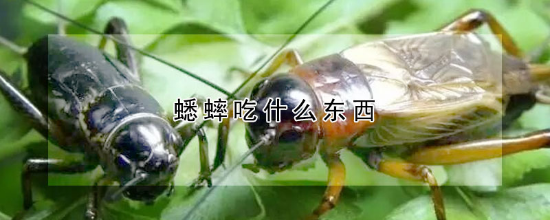 蟋蟀吃什么東西