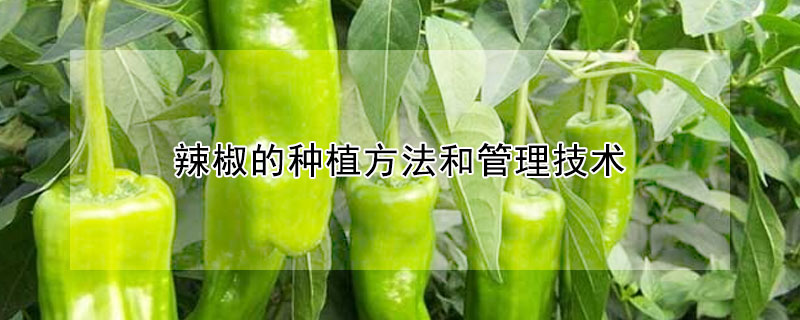 辣椒的種植方法和管理技術(shù)