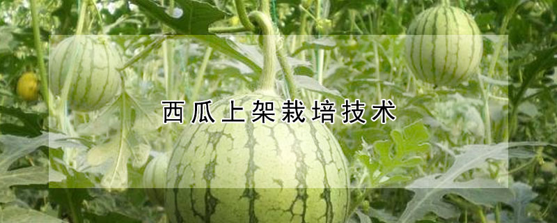 西瓜上架栽培技術(shù)