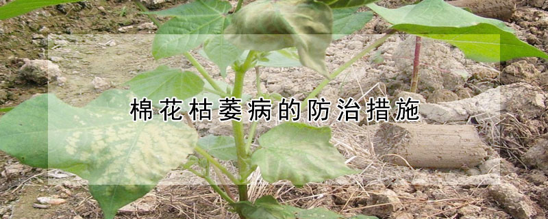 棉花枯萎病的防治措施