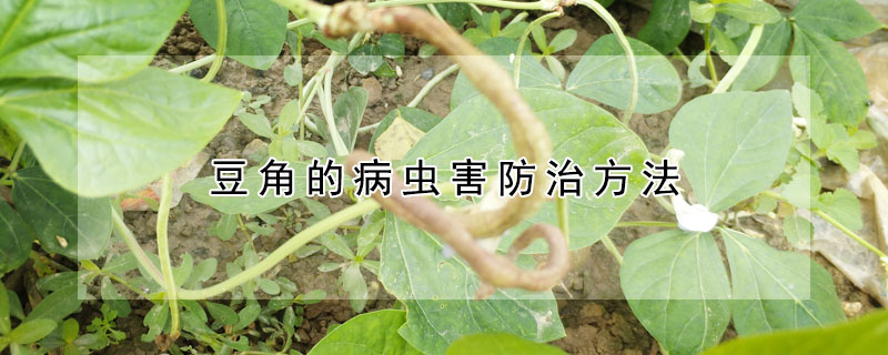 豆角的病蟲(chóng)害防治方法