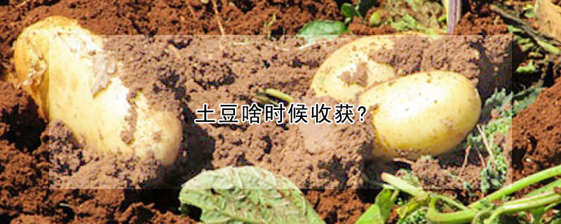 土豆啥時(shí)候收獲?