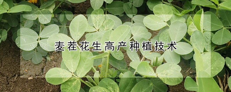 麥茬花生高產(chǎn)種植技術(shù)