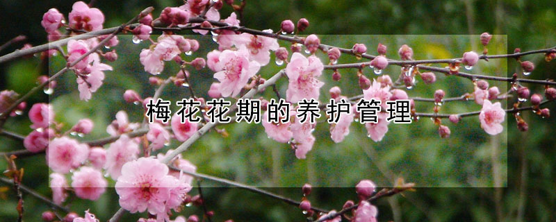 梅花花期的養(yǎng)護管理