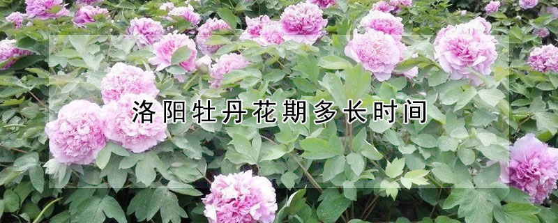 洛陽牡丹花期多長(zhǎng)時(shí)間