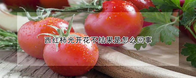 西紅柿光開花不結(jié)果是怎么回事