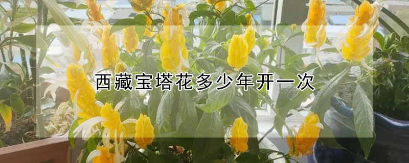 西藏寶塔花多少年開一次