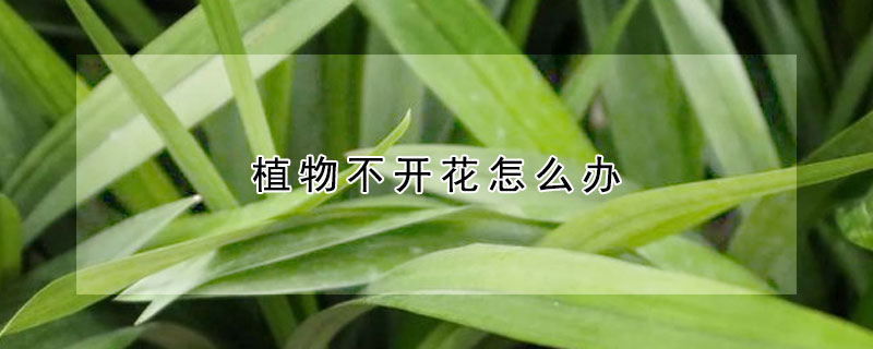 植物不開(kāi)花怎么辦