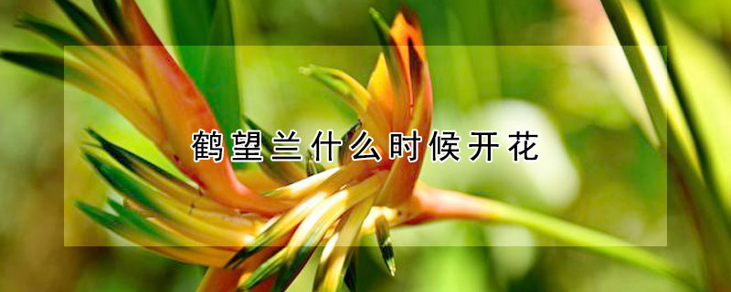 鶴望蘭什么時候開花