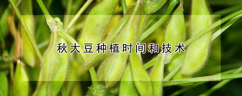 秋大豆種植時間和技術