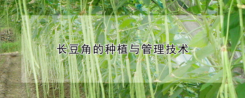 長(zhǎng)豆角的種植與管理技術(shù)