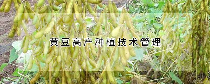 黃豆高產(chǎn)種植技術(shù)管理