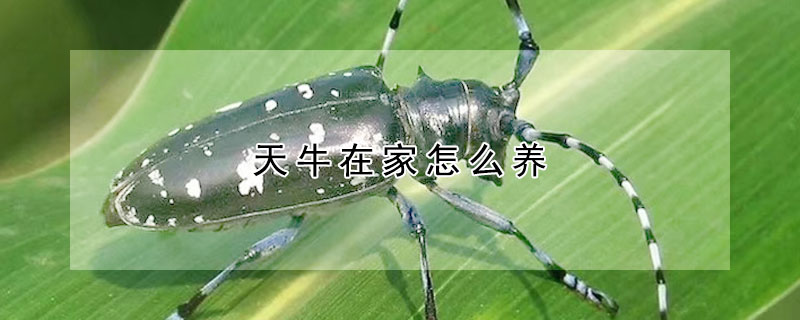 天牛在家怎么養(yǎng)