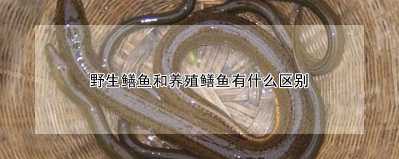 野生鱔魚(yú)和養(yǎng)殖鱔魚(yú)有什么區(qū)別