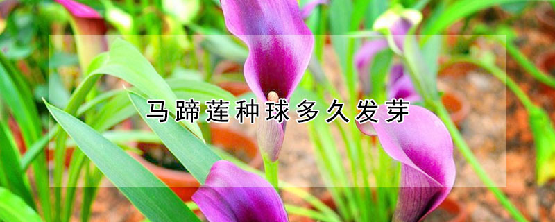 馬蹄蓮種球多久發(fā)芽