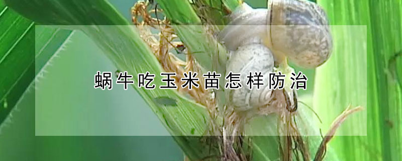 蝸牛吃玉米苗怎樣防治