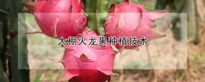 大棚火龍果種植技術