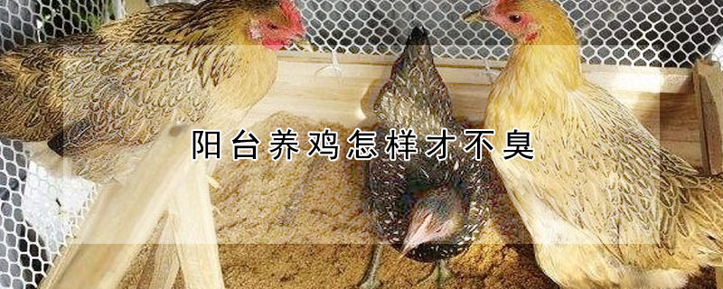 陽臺養雞怎樣才不臭