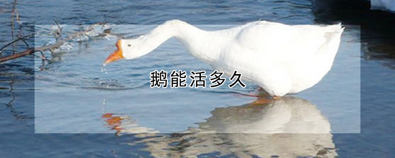 鵝能活多久