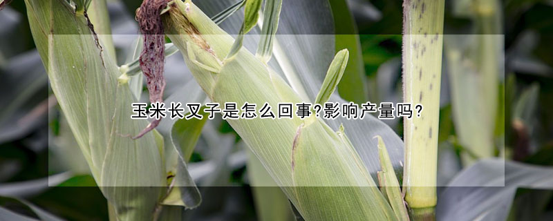 玉米長(zhǎng)叉子是怎么回事?影響產(chǎn)量嗎?