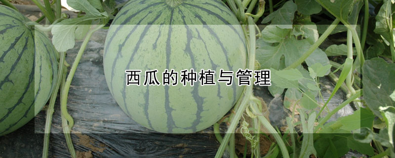 西瓜的種植與管理