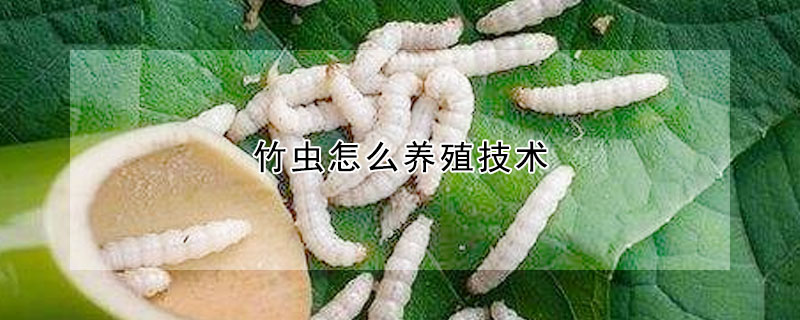 竹蟲怎么養(yǎng)殖技術(shù)