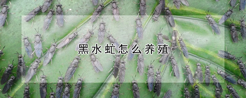 黑水虻怎么養殖