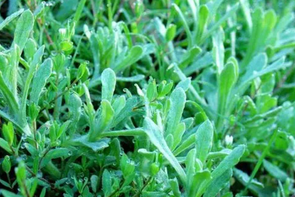 辟邪植物盆栽有哪些 鎮(zhèn)宅辟邪的盆栽