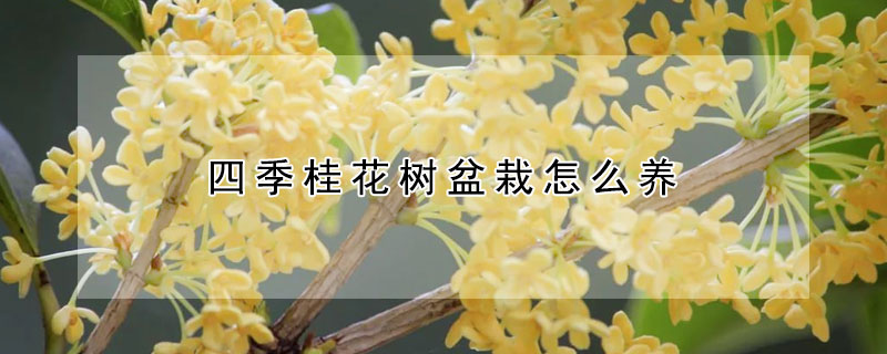 四季桂花樹盆栽怎么養