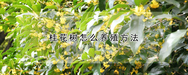 桂花樹怎么養(yǎng)殖方法