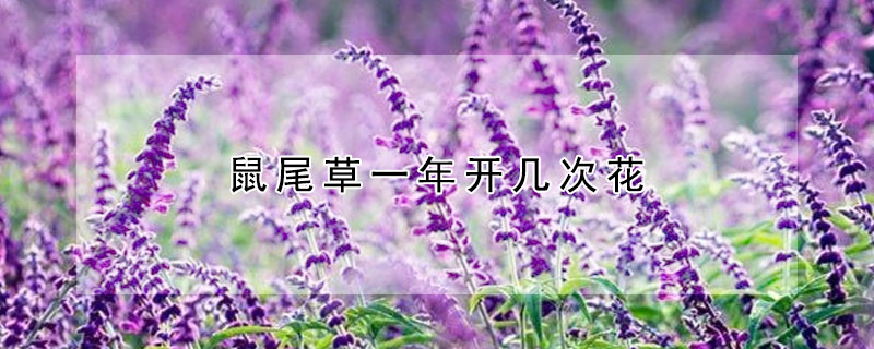 鼠尾草一年開幾次花