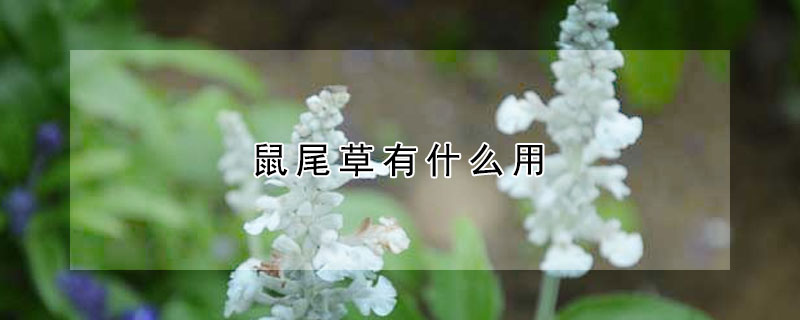 鼠尾草有什么用