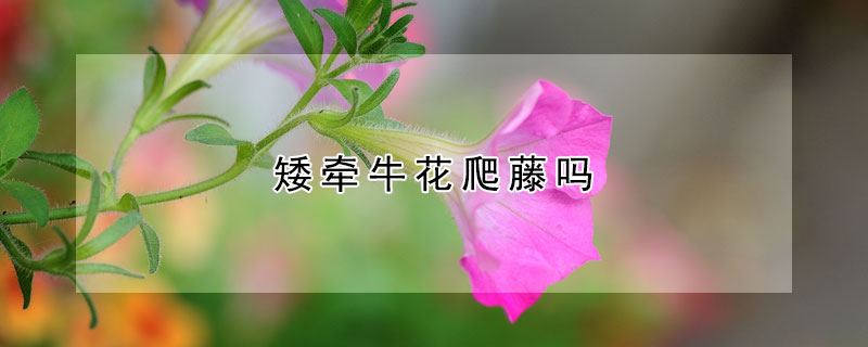 矮牽牛花爬藤嗎