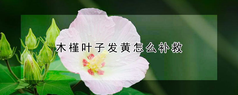 木槿葉子發(fā)黃怎么補救