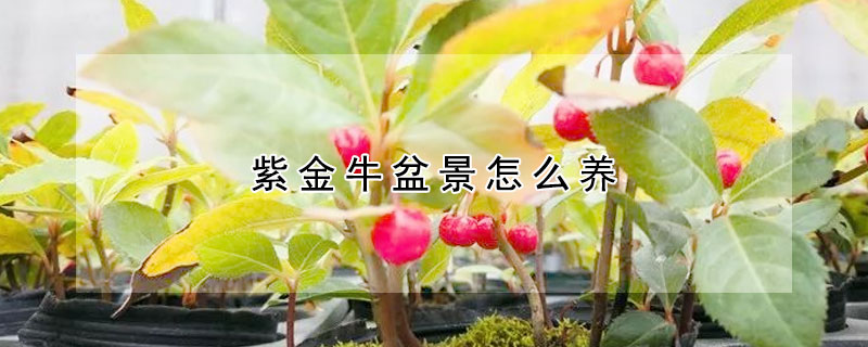 紫金牛盆景怎么養(yǎng)