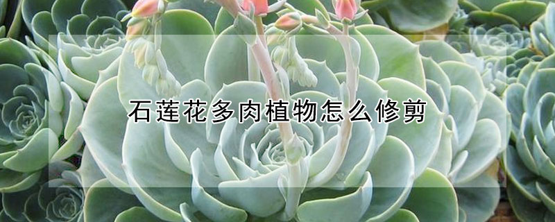 石蓮花多肉植物怎么修剪