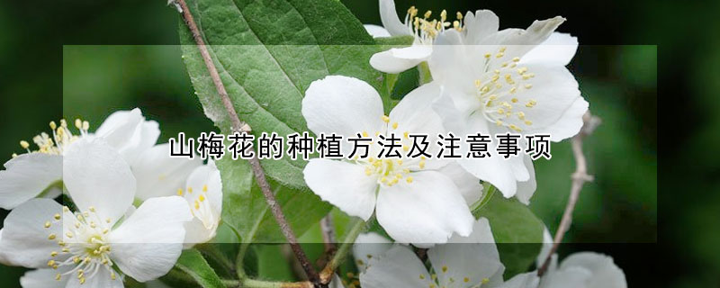 山梅花的種植方法及注意事項(xiàng)