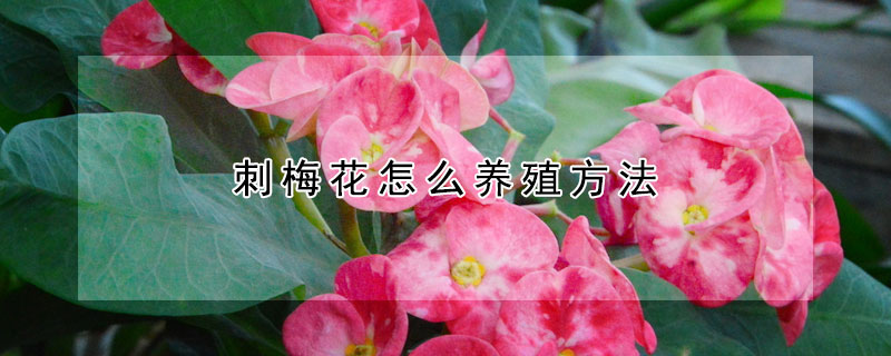 刺梅花怎么養(yǎng)殖方法