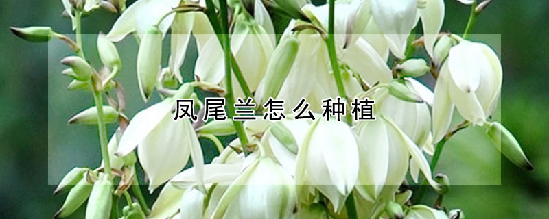 鳳尾蘭怎么種植