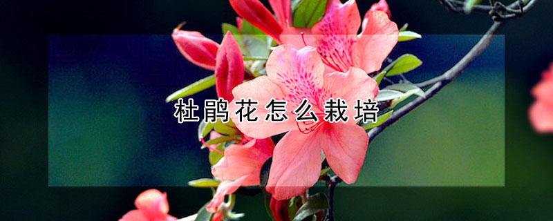 杜鵑花怎么栽培