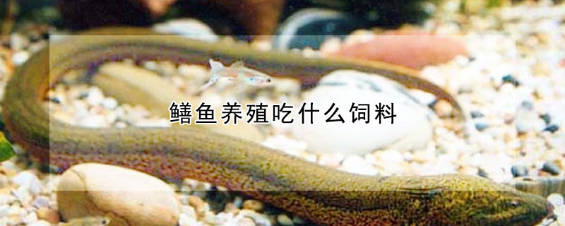 鱔魚(yú)養(yǎng)殖吃什么飼料