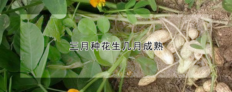 三月種花生幾月成熟