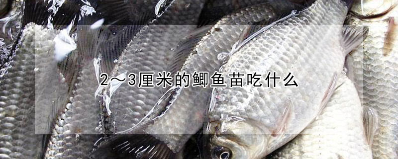 2～3厘米的鯽魚苗吃什么